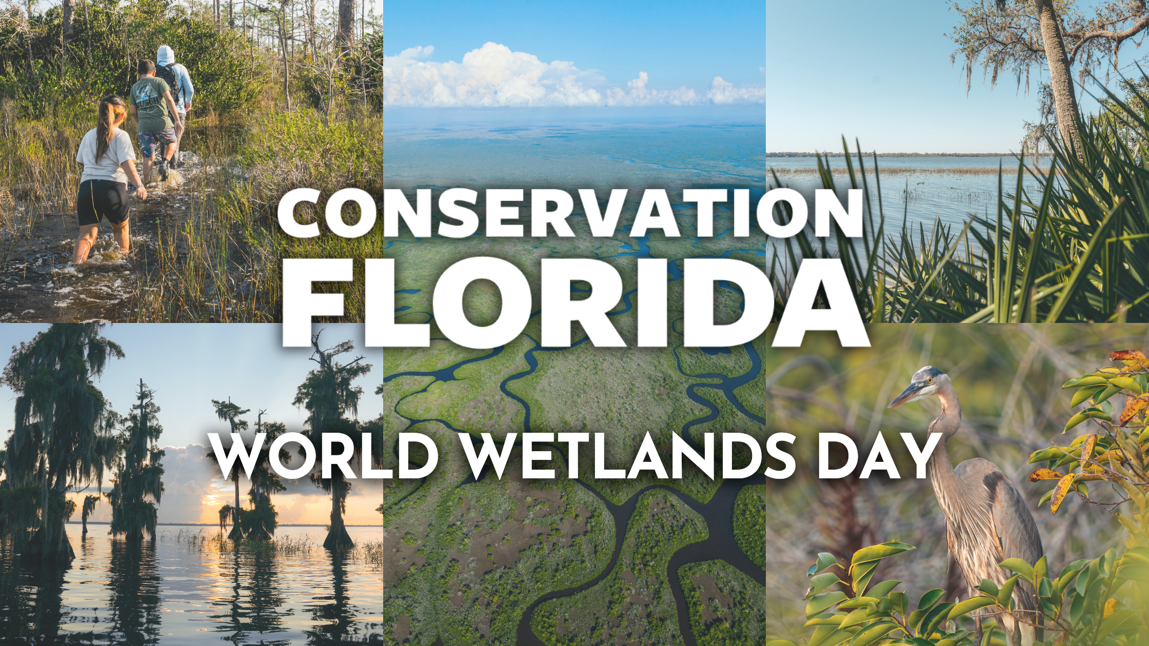 World Wetlands Day: Protecting What Protects Us — Conservation Florida